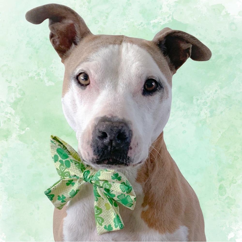 St. Patrick’s Day Dog Bow.